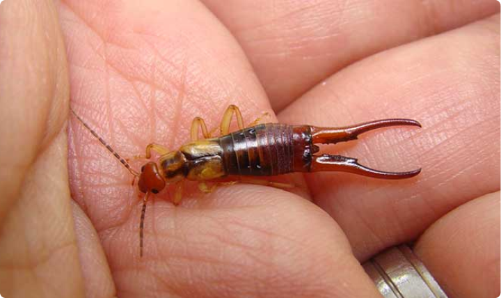 Everything You Need to Know About Earwigs