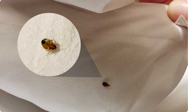 Top 5 Unusual Hiding Spots For Bed Bugs