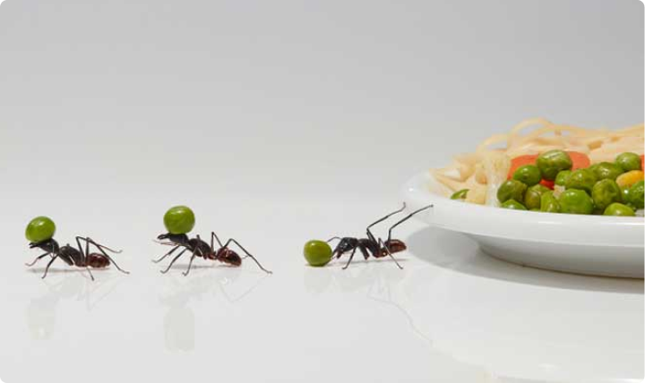 5 Reasons Ants Keep Invading Your Home