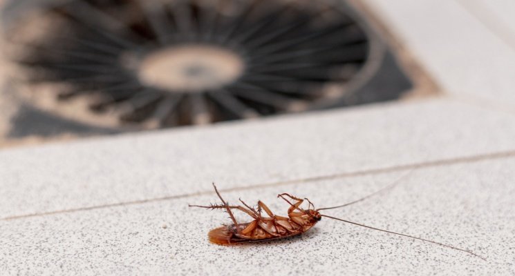 Cockroaches Control in Dubai