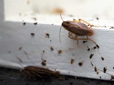 signs-of-a-cockroach-infestation