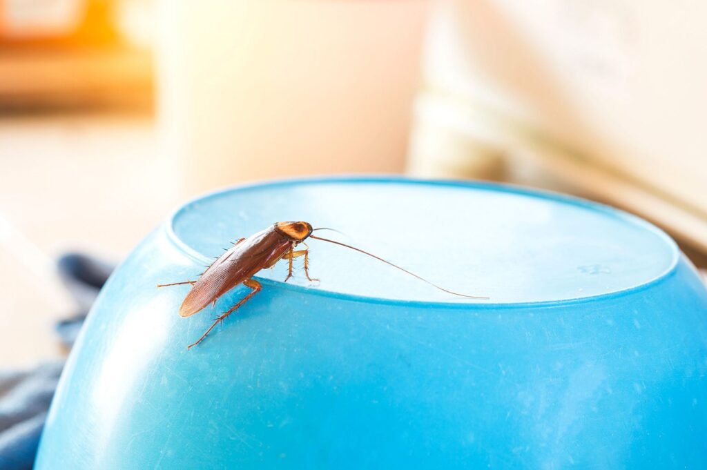Cockroach-Prevention