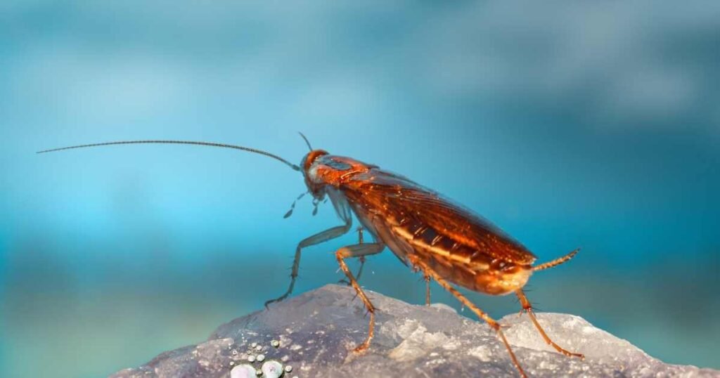 Cockroaches Appear More Often After Heavy Rain