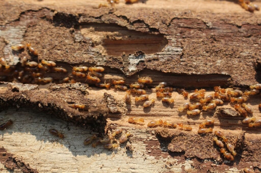 Termite-Infestation