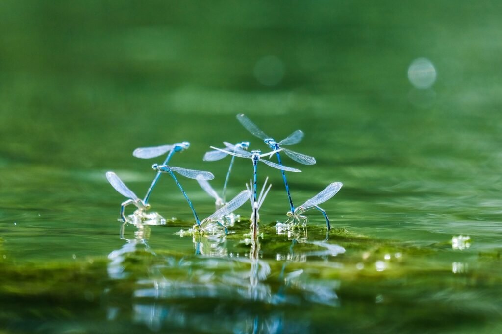 prevent-mosquito-breeding-in-stagnant-water
